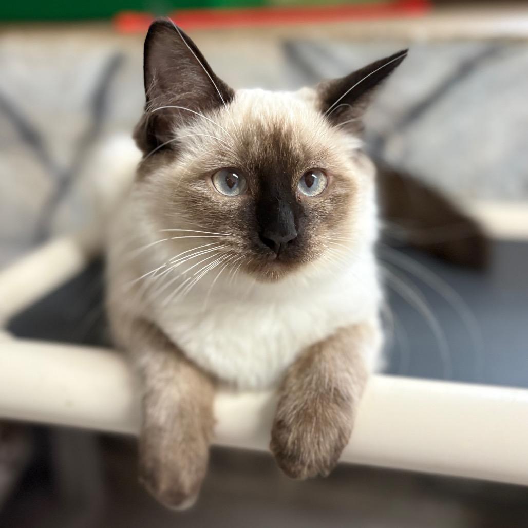 Enlarge Java, a Adoptable Siamese in Laredo, TX image 5/5