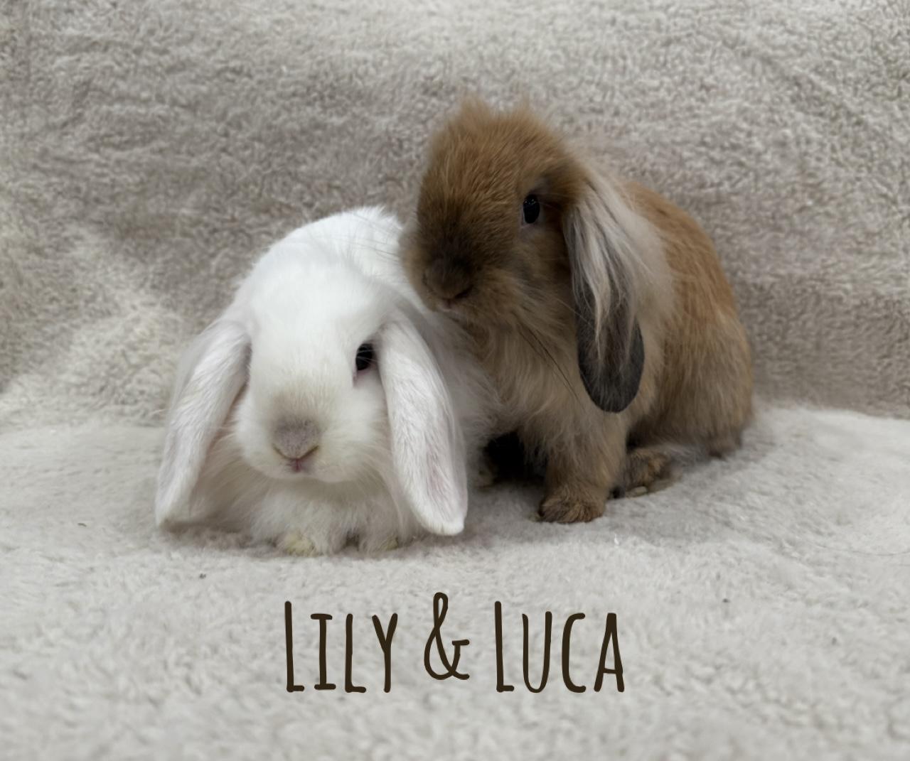 Enlarge Lily & Luca, a Adoptable mixed breed in Waldwick, NJ image 1/6