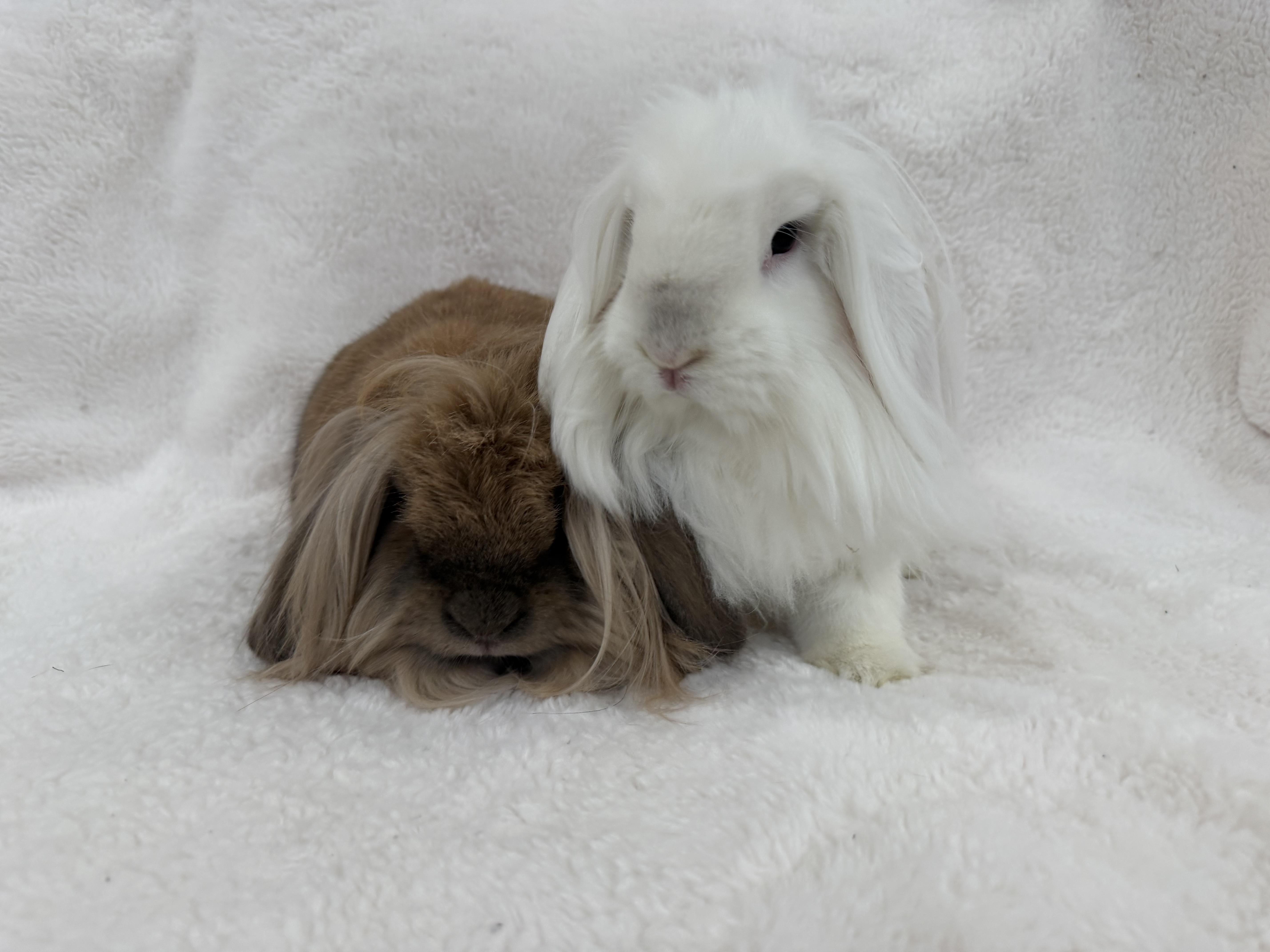 Enlarge Lily & Luca, a Adoptable mixed breed in Waldwick, NJ image 2/6