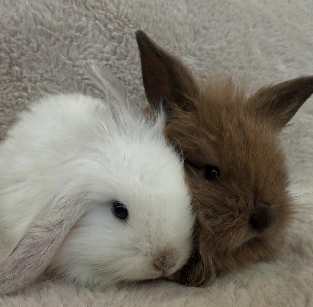 Enlarge Lily & Luca, a Adoptable mixed breed in Waldwick, NJ image 6/6
