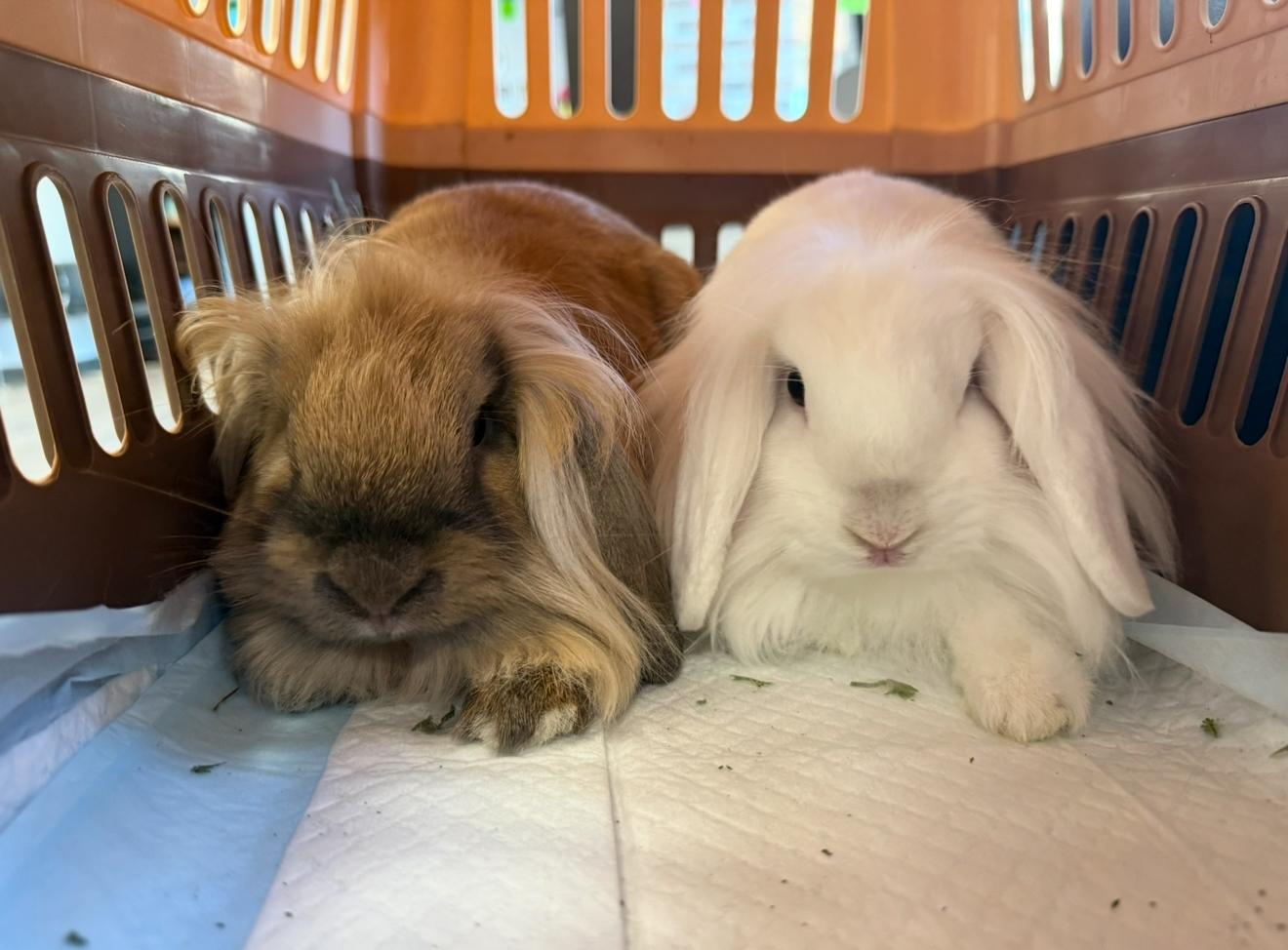 Enlarge Lily & Luca, a Adoptable mixed breed in Waldwick, NJ image 2/6