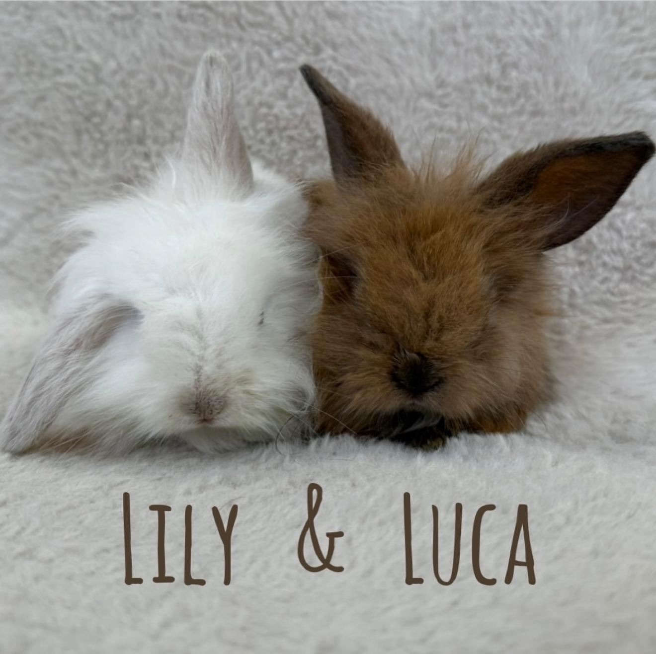 Enlarge Lily & Luca, a Adoptable mixed breed in Waldwick, NJ image 4/6