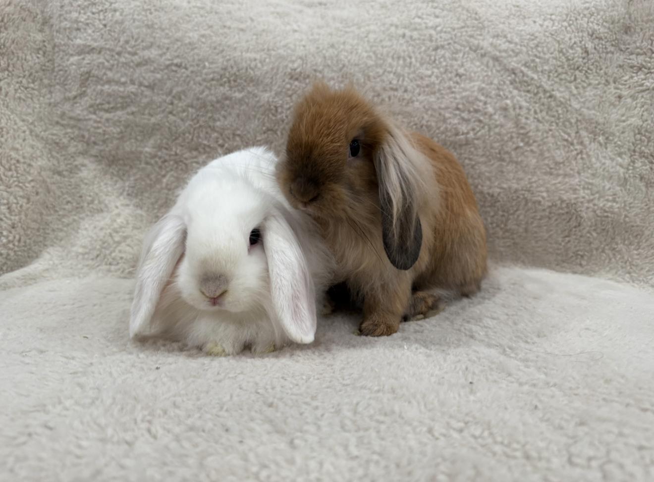 Enlarge Lily & Luca, a Adoptable mixed breed in Waldwick, NJ image 3/6