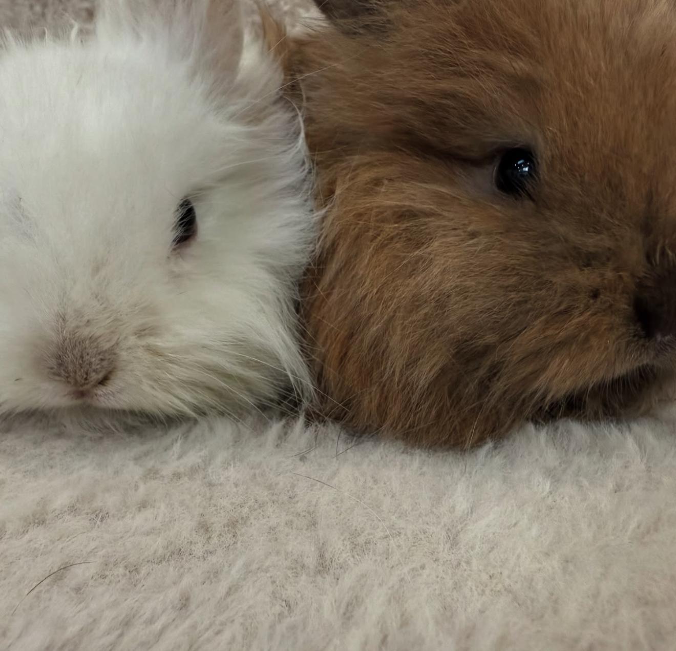 Enlarge Lily & Luca, a Adoptable mixed breed in Waldwick, NJ image 5/6