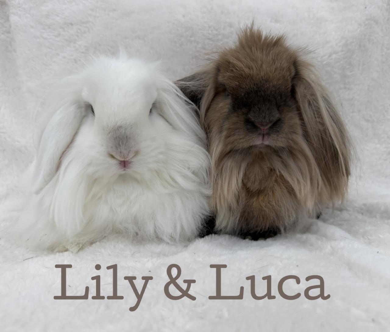 Lily & Luca, Adoptable, Adult Male Lionhead & Mini Lop.