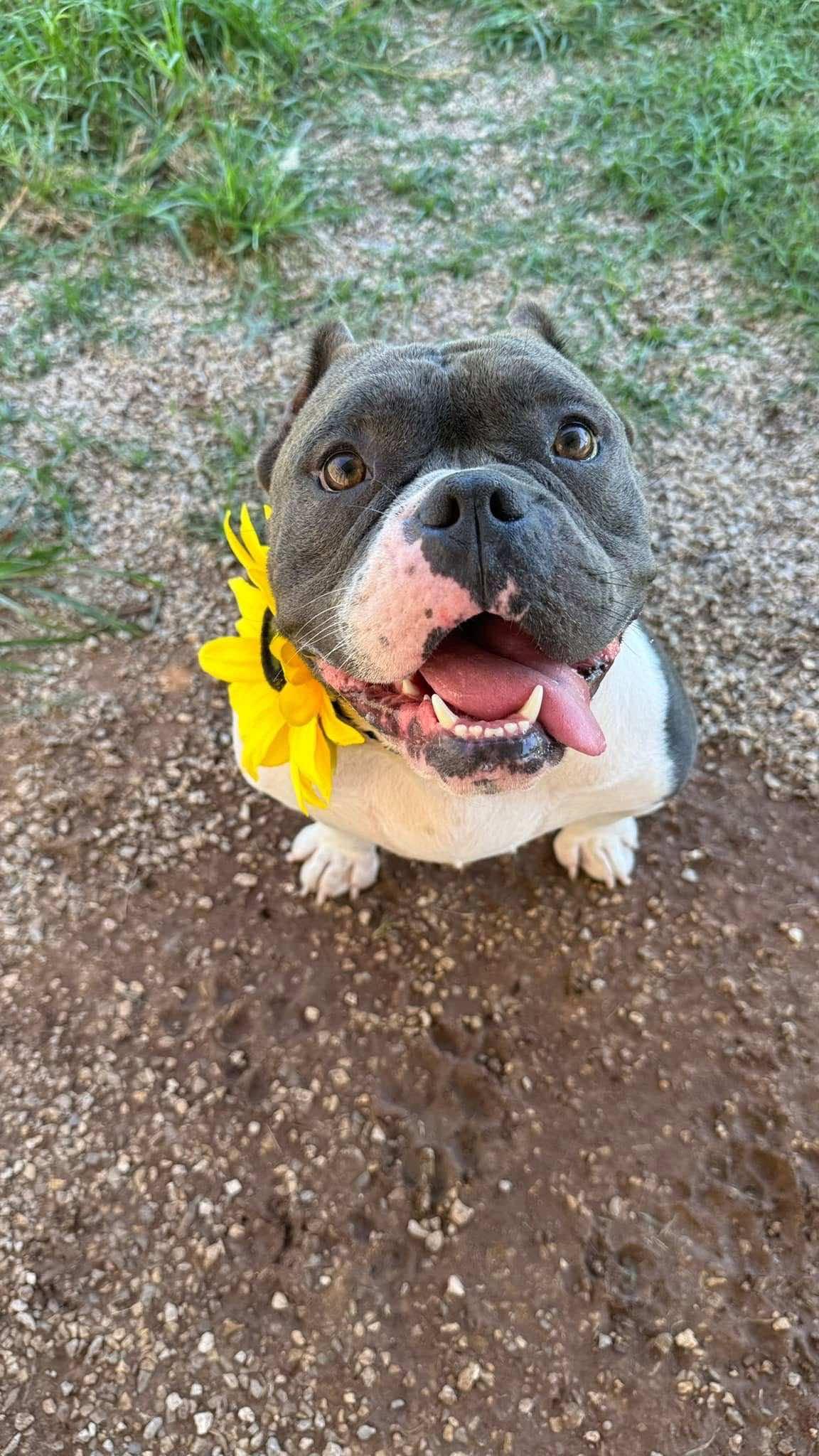 Cleo 3.0, a Adopted mixed breed in Arlee, MT image 1/6