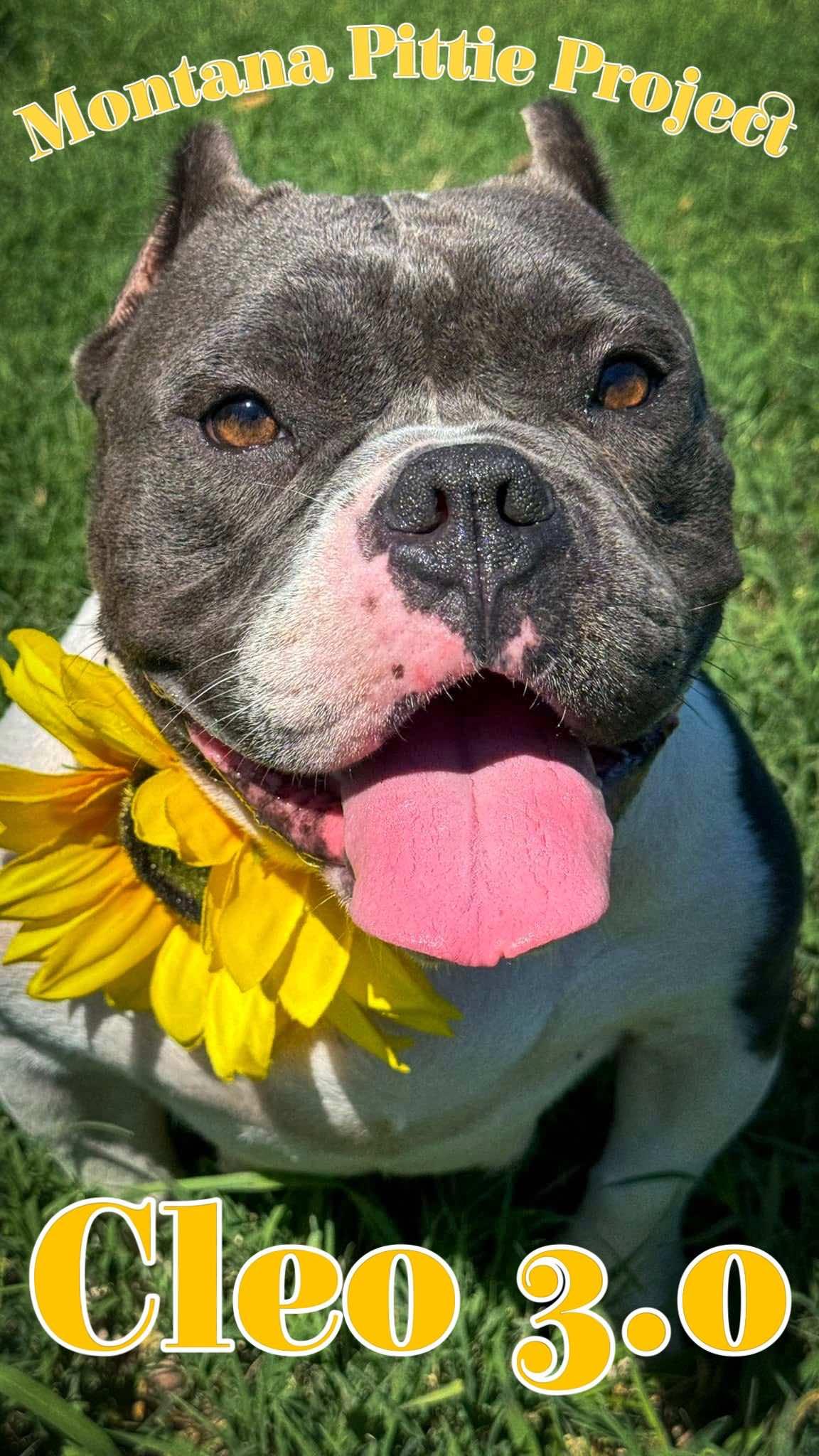 Cleo 3.0, a Adopted mixed breed in Arlee, MT image 2/6