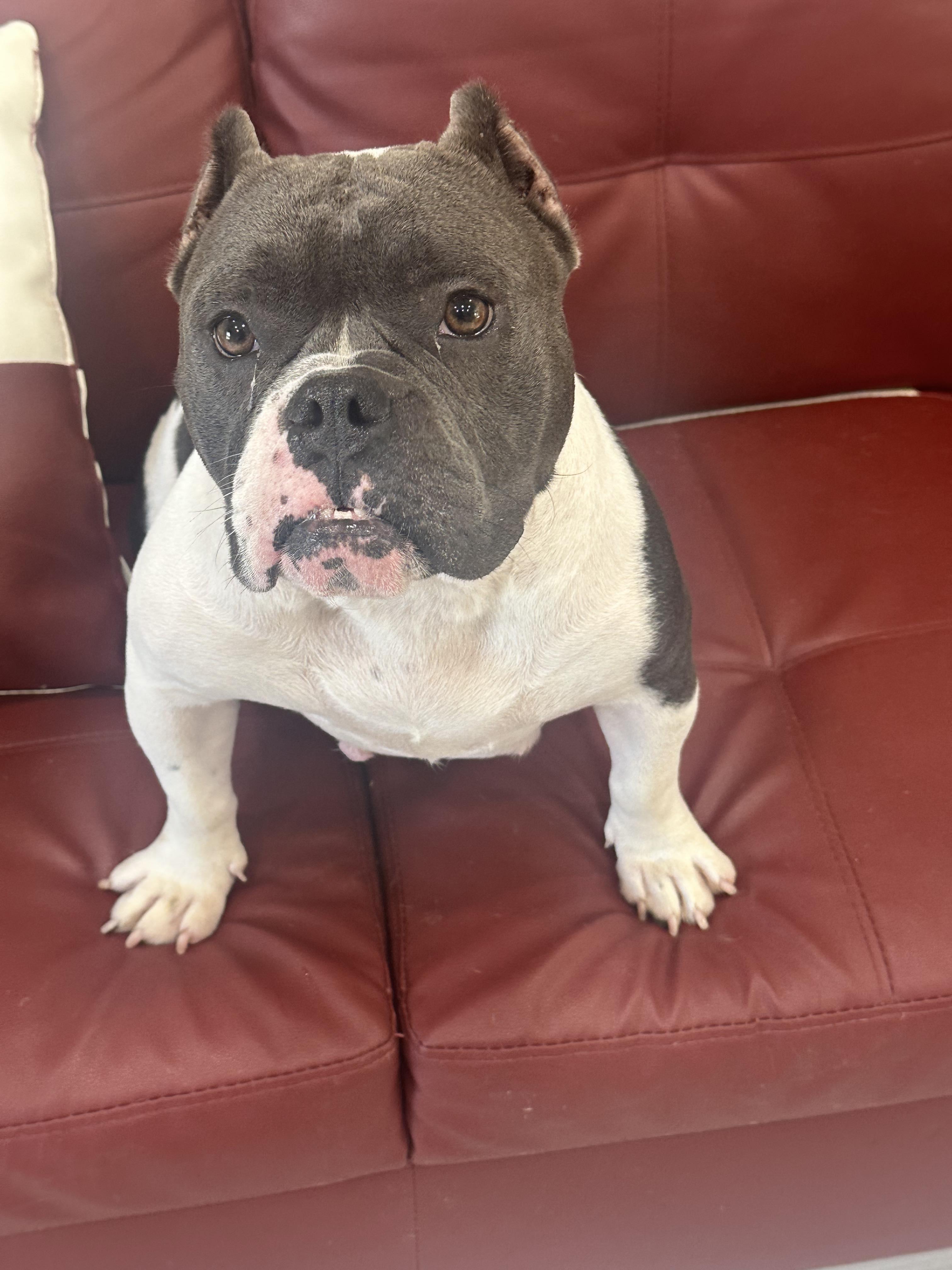 Cleo 3.0, a Adopted mixed breed in Arlee, MT image 3/6