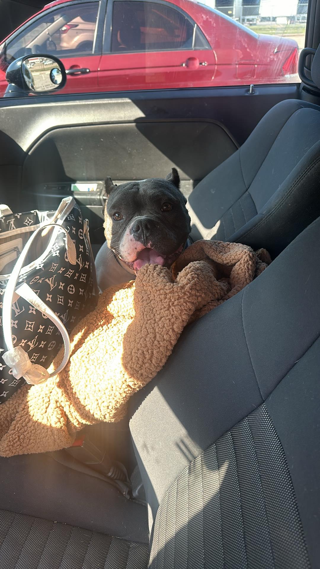 Cleo 3.0, a Adopted mixed breed in Arlee, MT image 4/6