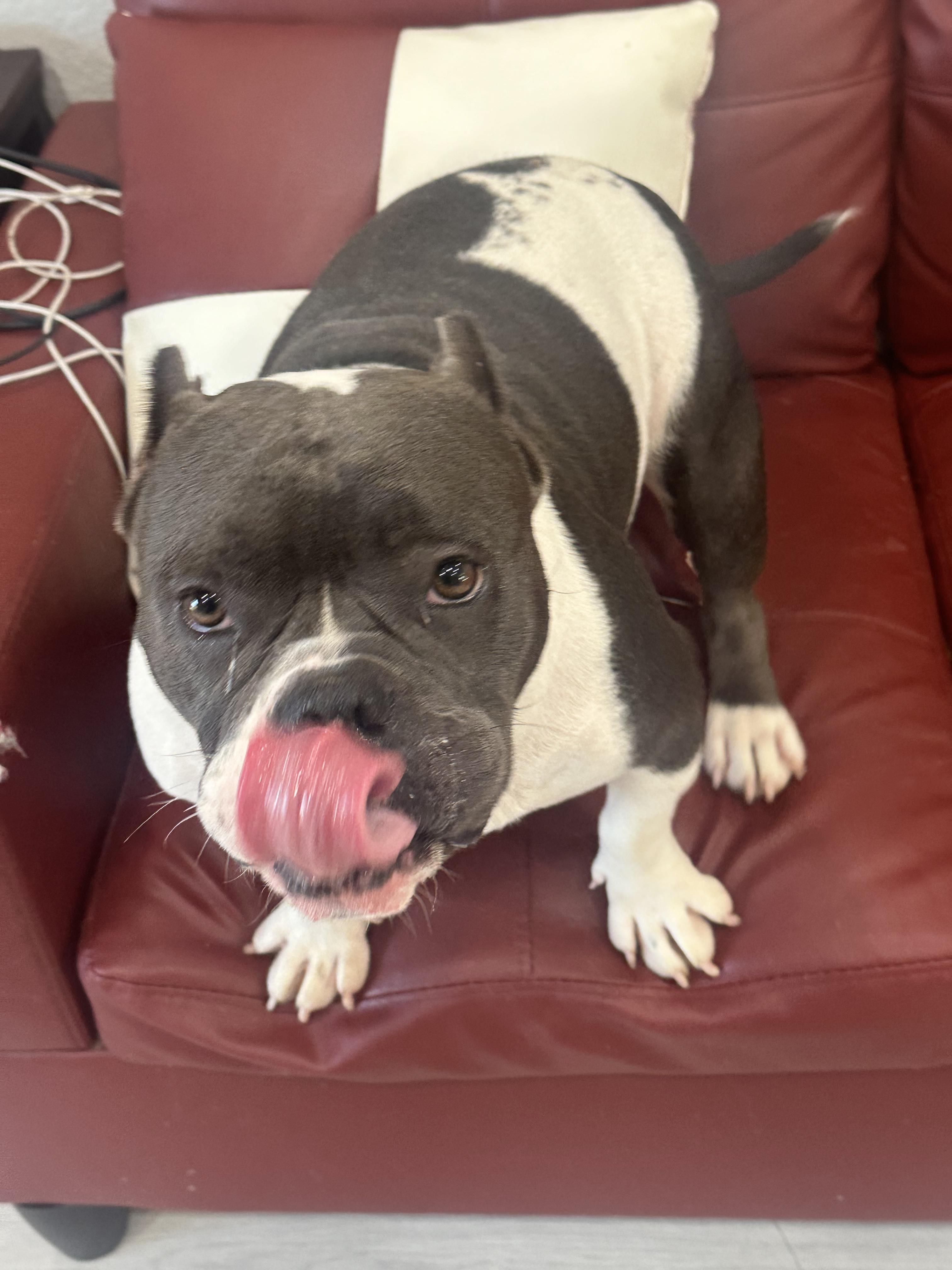 Cleo 3.0, a Adopted mixed breed in Arlee, MT image 5/6