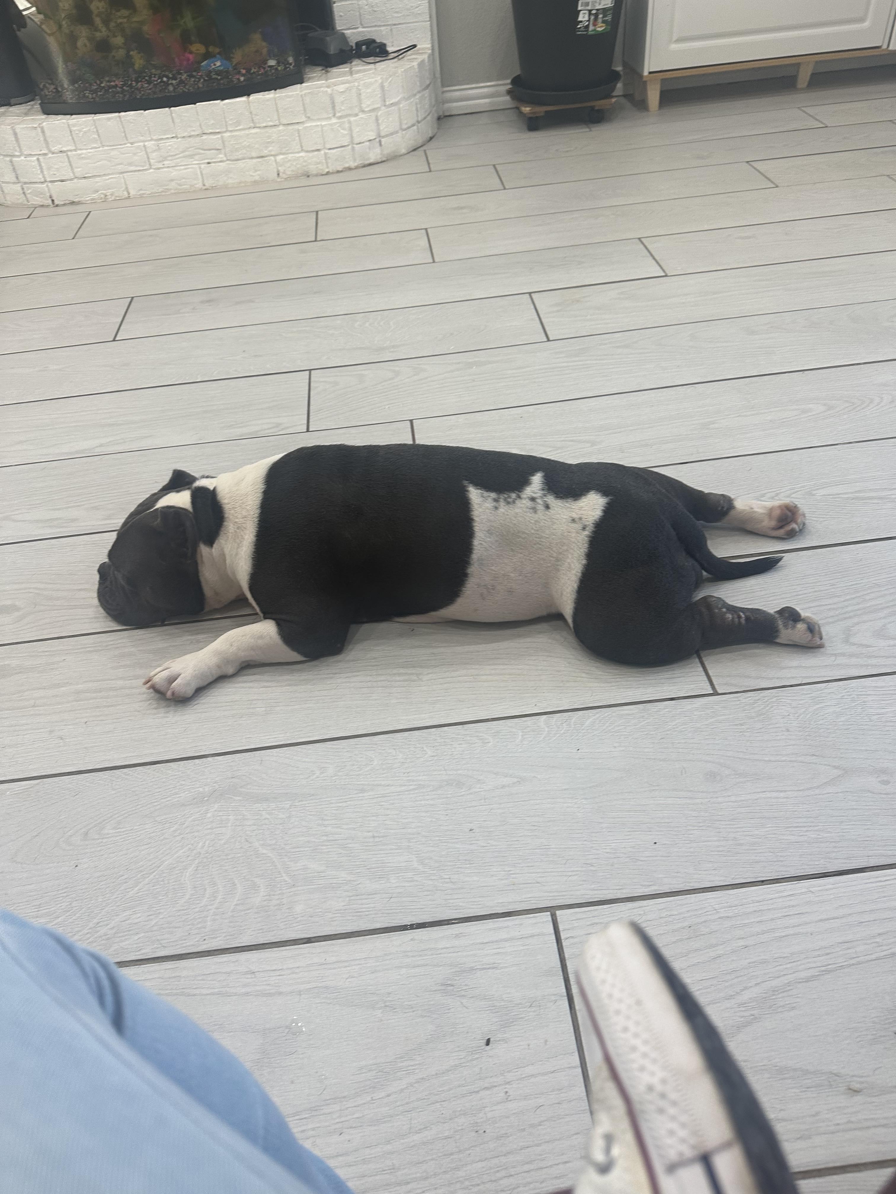 Cleo 3.0, a Adopted mixed breed in Arlee, MT image 6/6