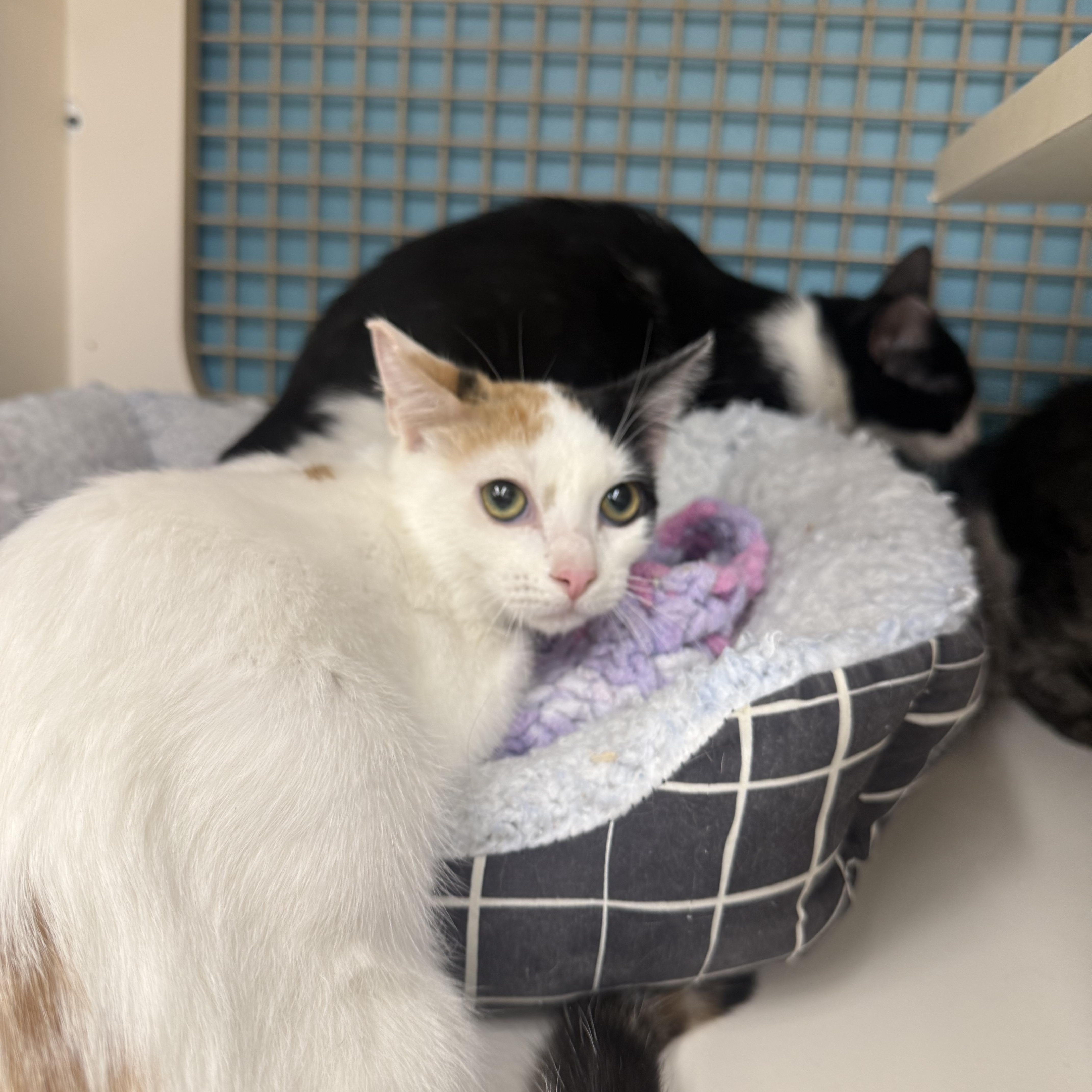 Sprinkle, ADOPTABLE, Kitten Female Calico.