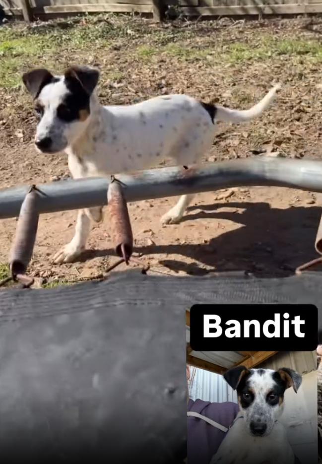 Enlarge Bandit, a Adopted Australian Cattle Dog / Blue Heeler in Jackson, MS image 1/1