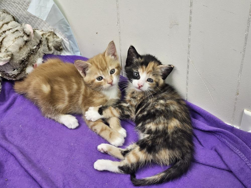 Enlarge Smores, a Adopted Calico in Chalfont, PA image 1/1