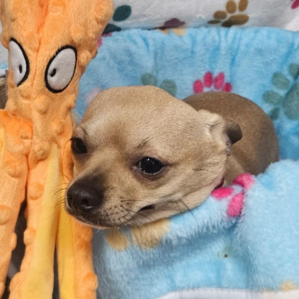 Cream Puff — thumbnail 4