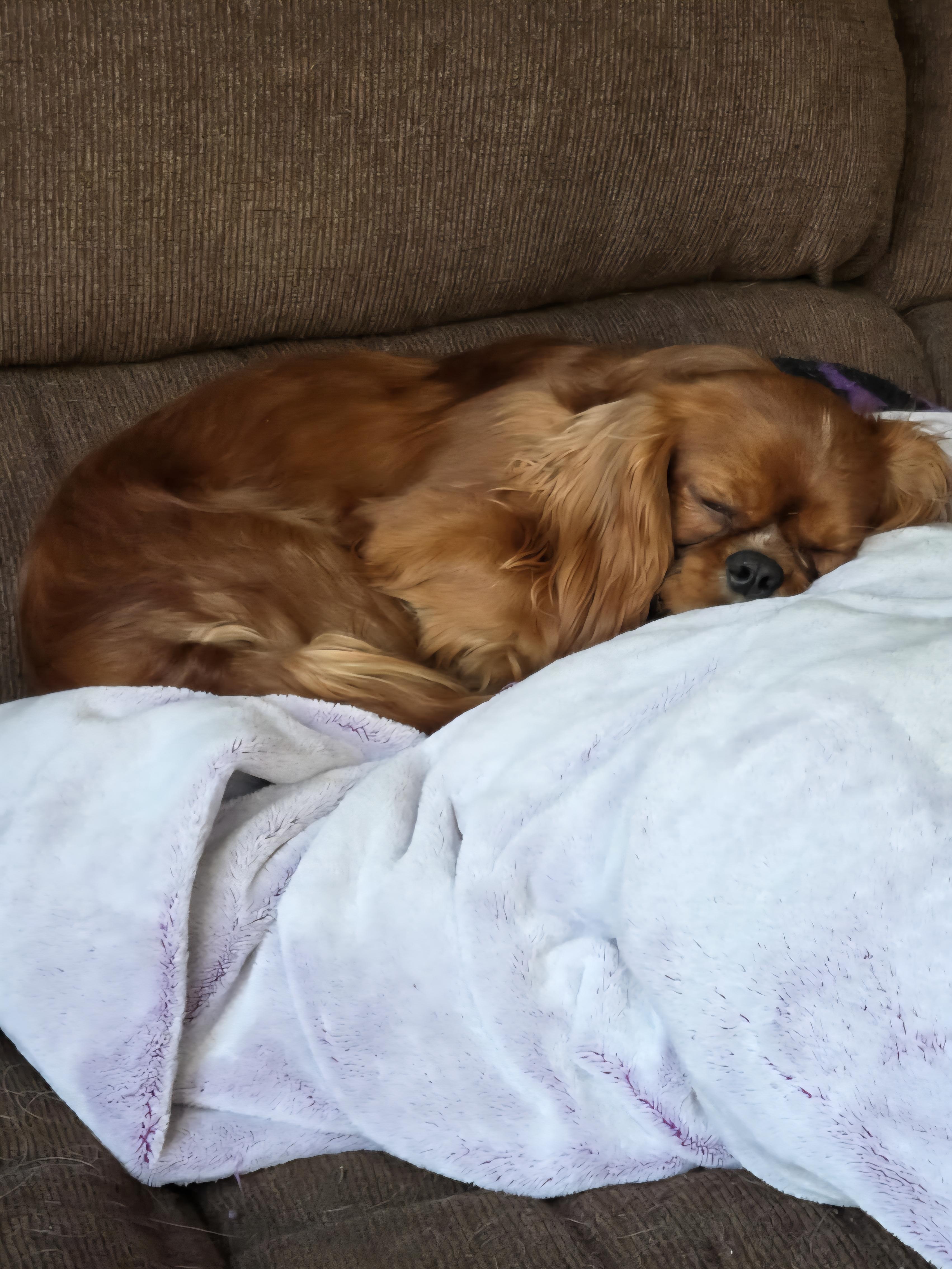 Enlarge Cooper, a Adoptable Cavalier King Charles Spaniel in Florissant, MO image 1/6