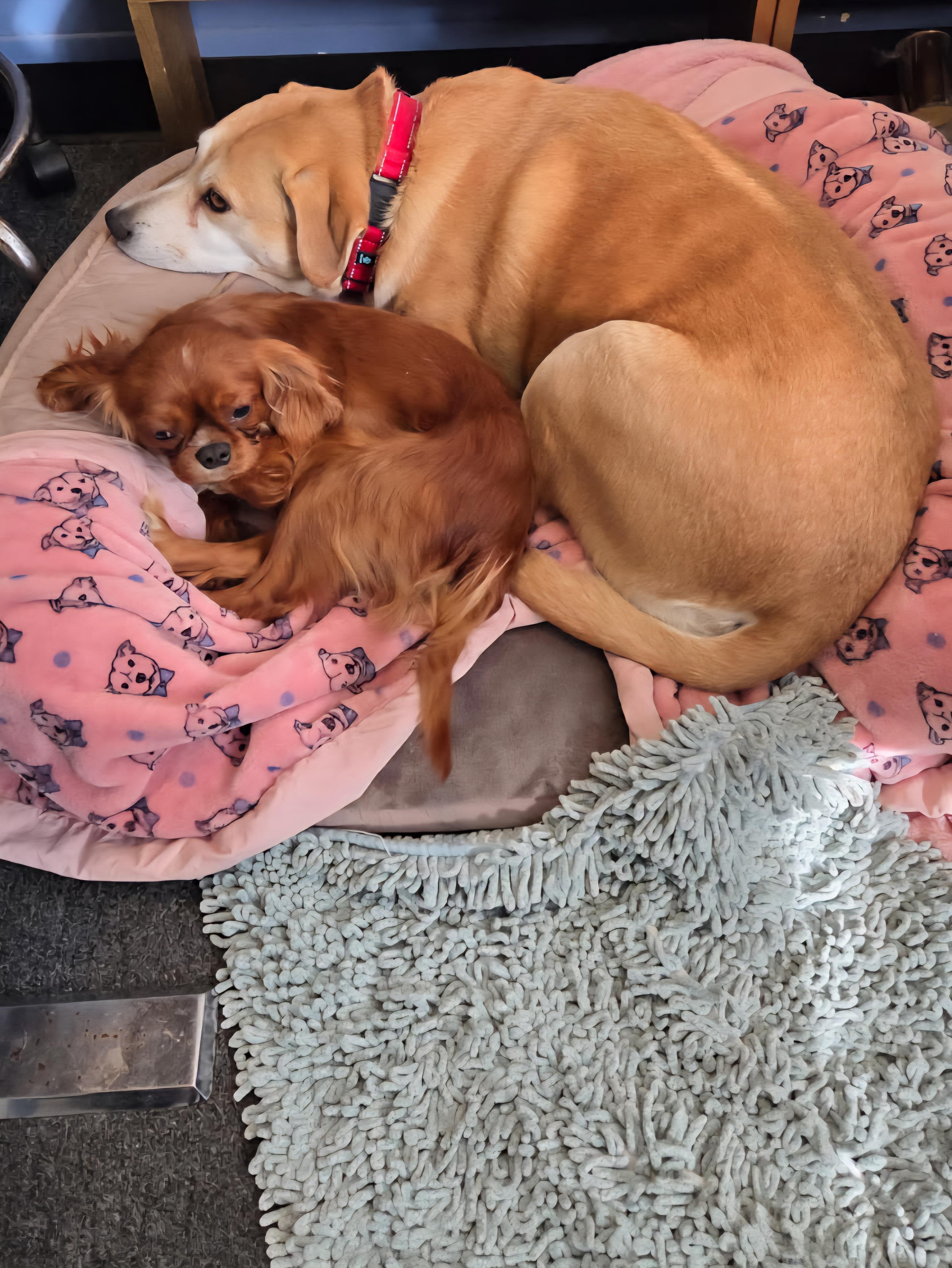 Enlarge Cooper, a Adoptable Cavalier King Charles Spaniel in Florissant, MO image 2/6