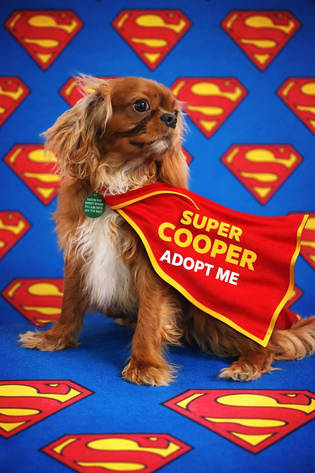 Enlarge Cooper, a Adoptable Cavalier King Charles Spaniel in Florissant, MO image 3/6
