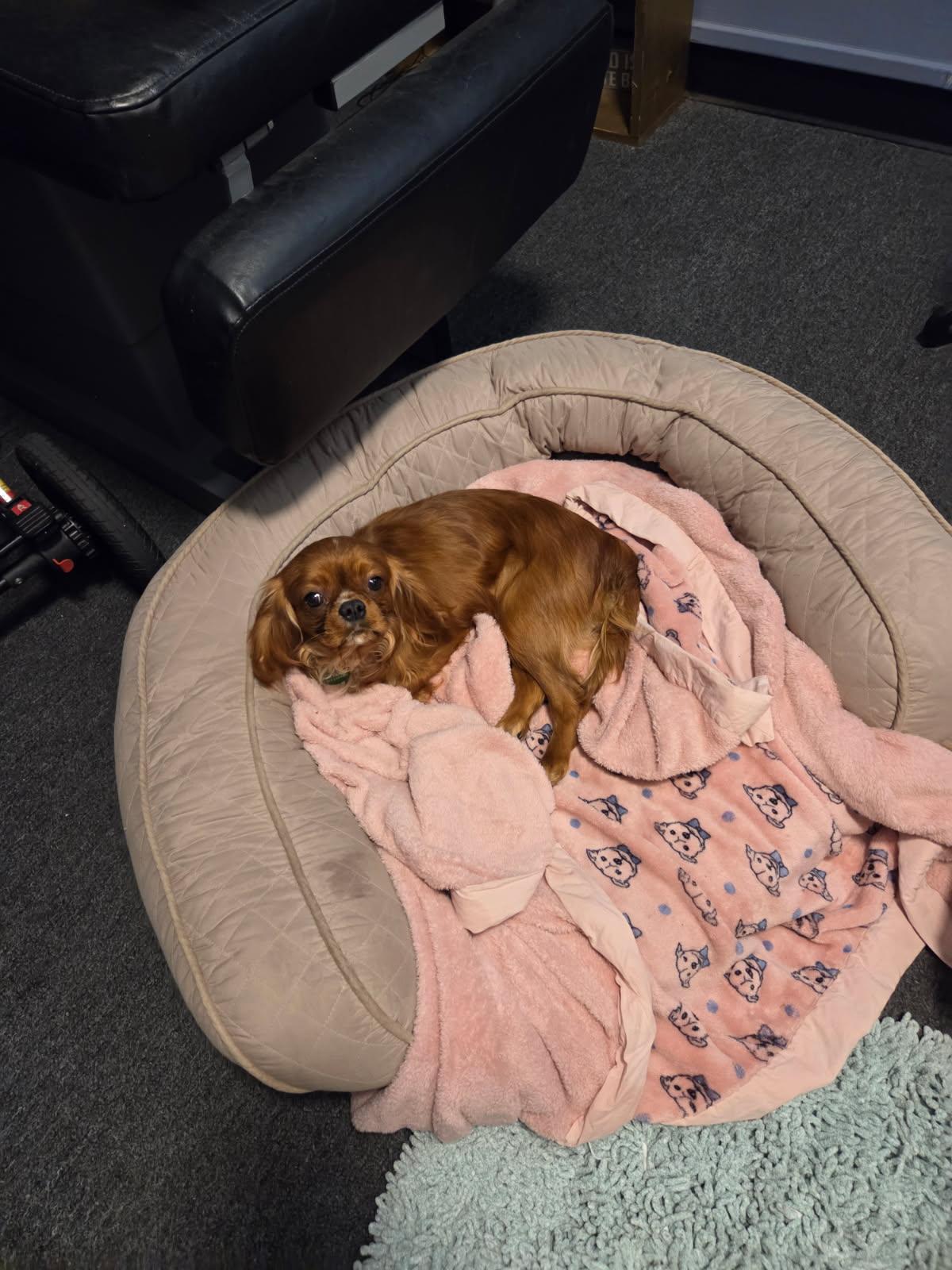 Enlarge Cooper, a Adoptable Cavalier King Charles Spaniel in Florissant, MO image 5/6