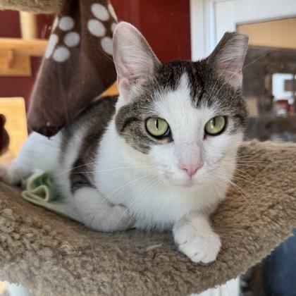 Toby, Adoptable, Young Male Domestic Short Hair & Domestic Short Hair.