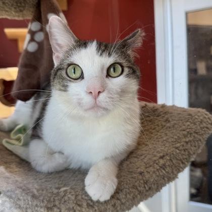 Toby, a Adoptable mixed breed in Janesville, WI image 2/3