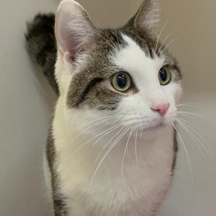 Toby, Adoptable, Young Male Domestic Short Hair & Domestic Short Hair.