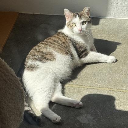 Toby, a Adoptable mixed breed in Janesville, WI image 3/3