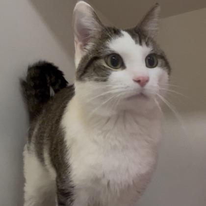 Enlarge Toby, a Adoptable mixed breed in Janesville, WI image 2/3