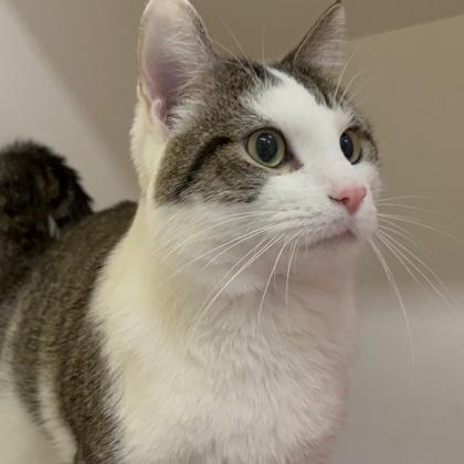 Enlarge Toby, a Adoptable mixed breed in Janesville, WI image 3/3