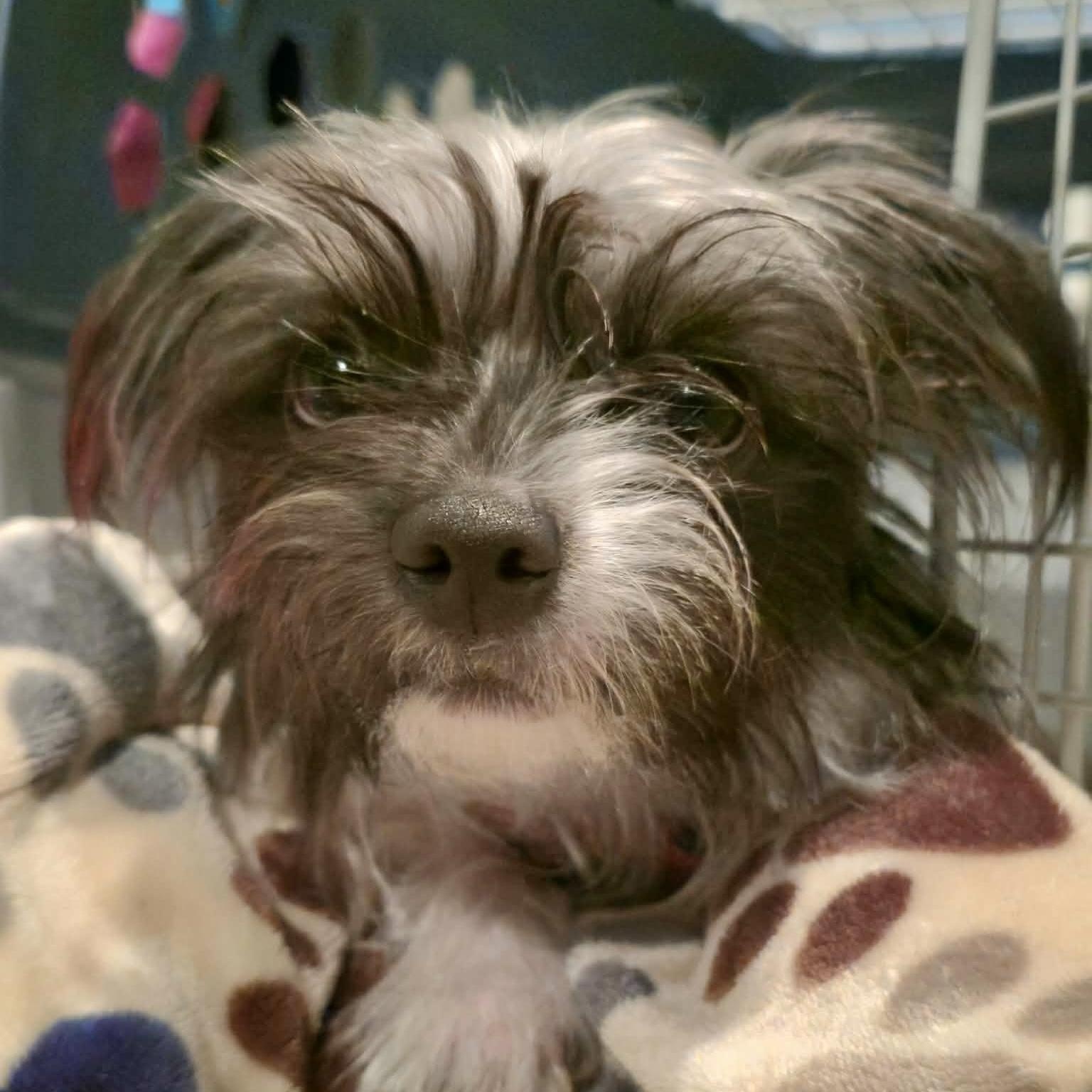 Pretty Pearl thumbnail 2