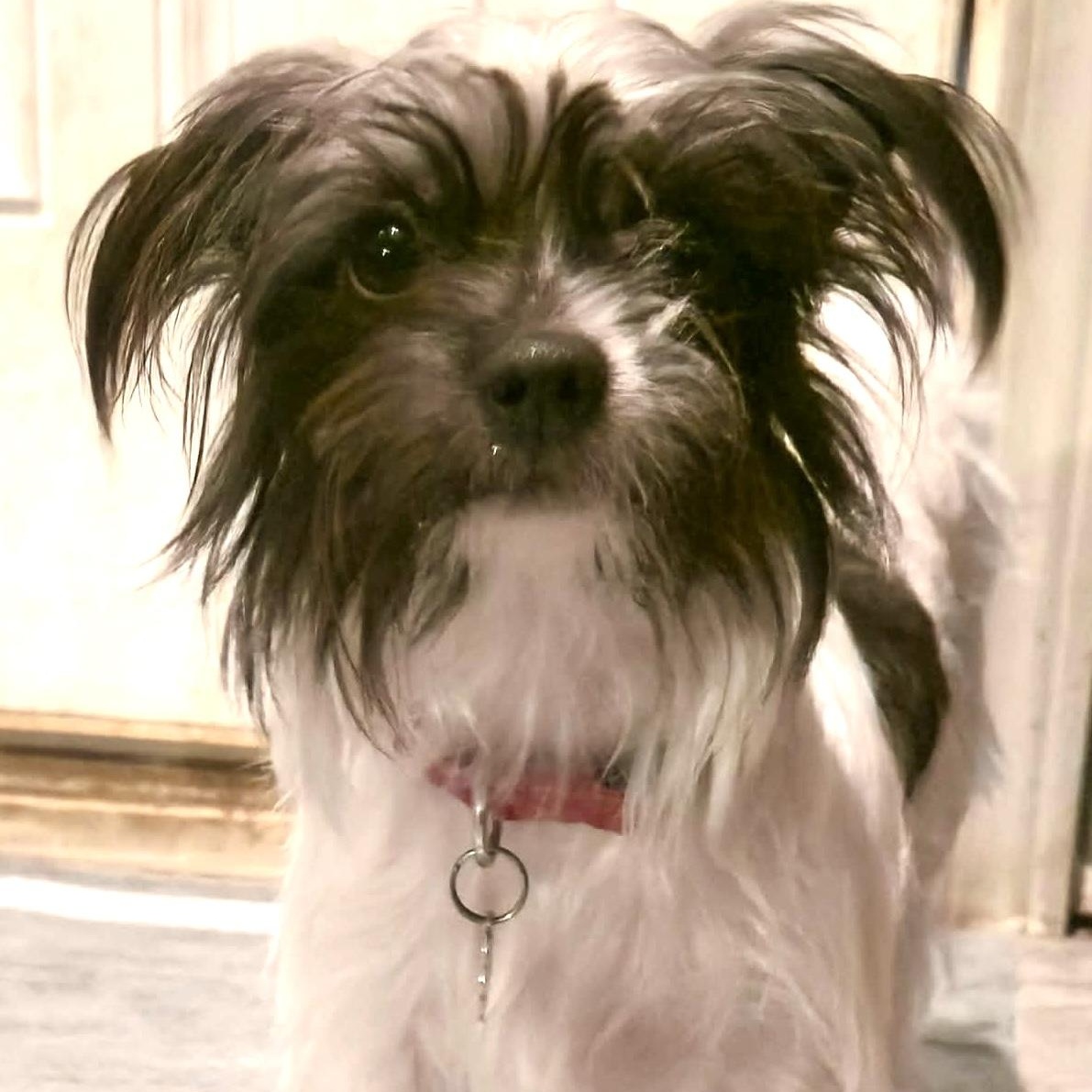 Pretty Pearl, ADOPTABLE, Young Female Silky Terrier & Shih Tzu.