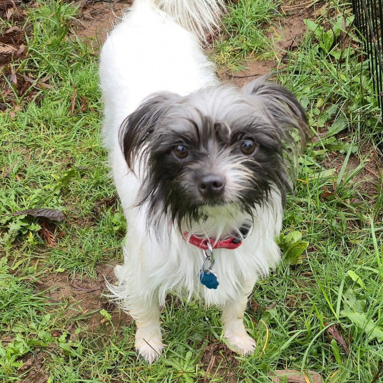 Pretty Pearl thumbnail 4