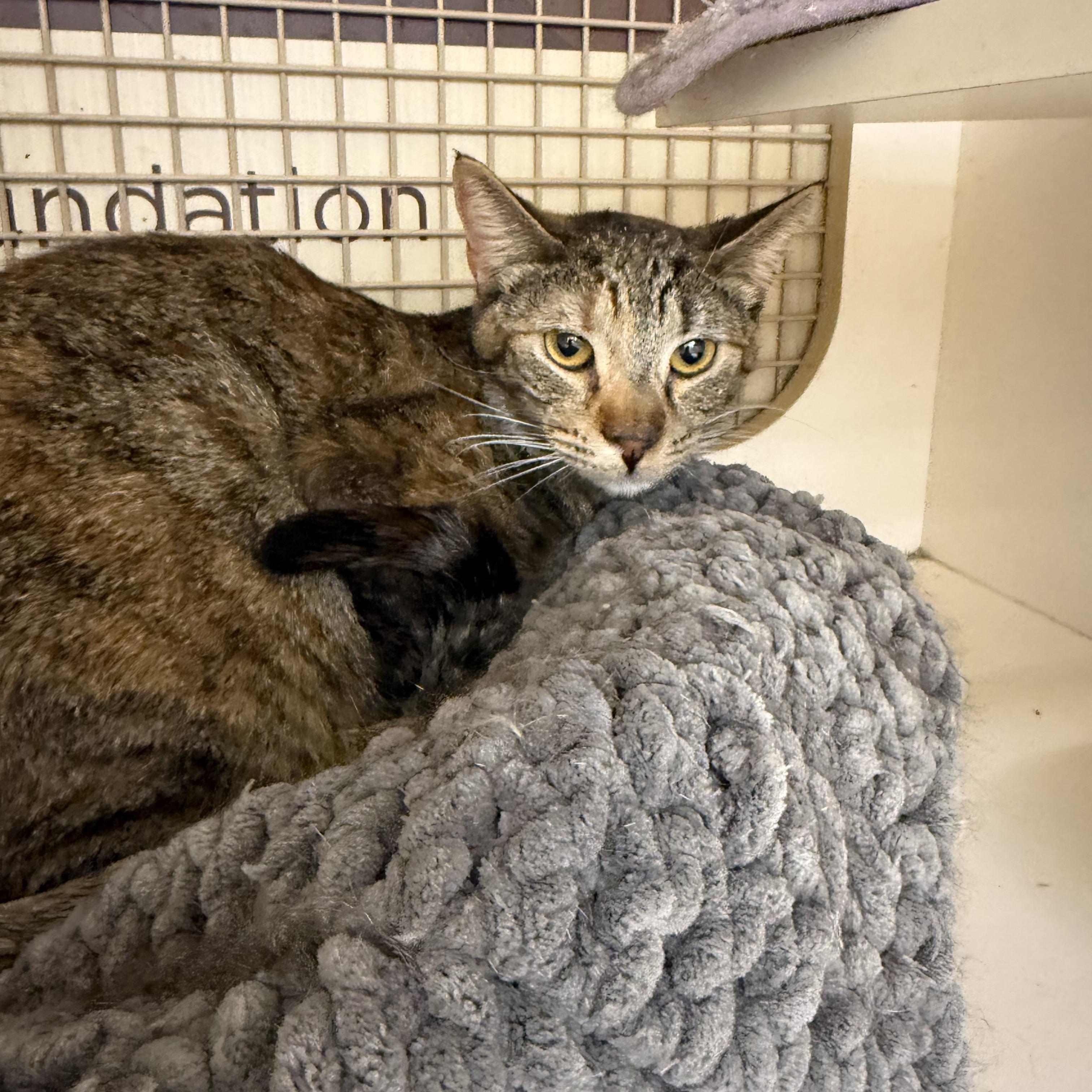 Enlarge Kiwi Princess, a ADOPTABLE mixed breed in Las Vegas, NV image 2/2