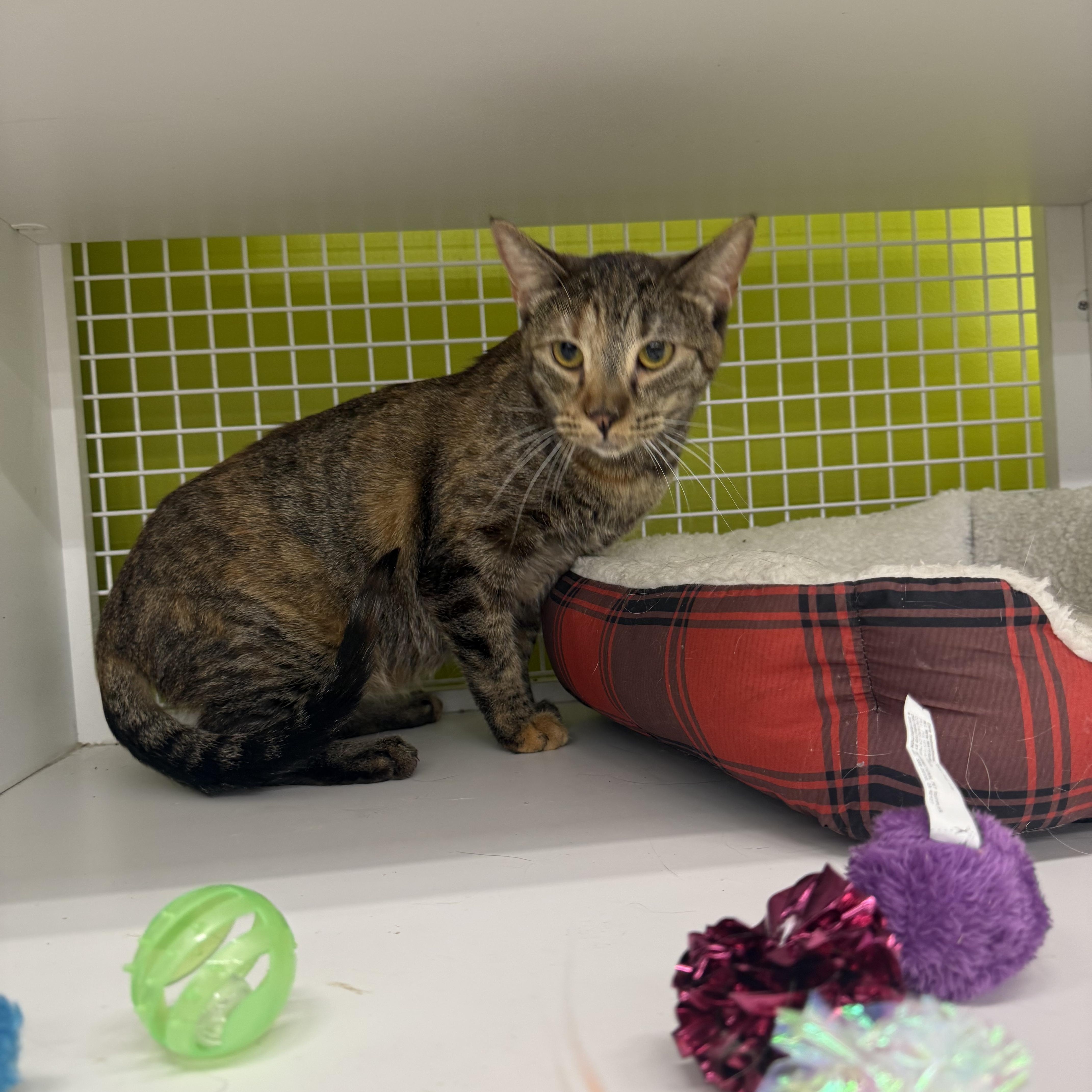 Kiwi Princess, an adoptable mixed breed in Las Vegas, NV image 1/2