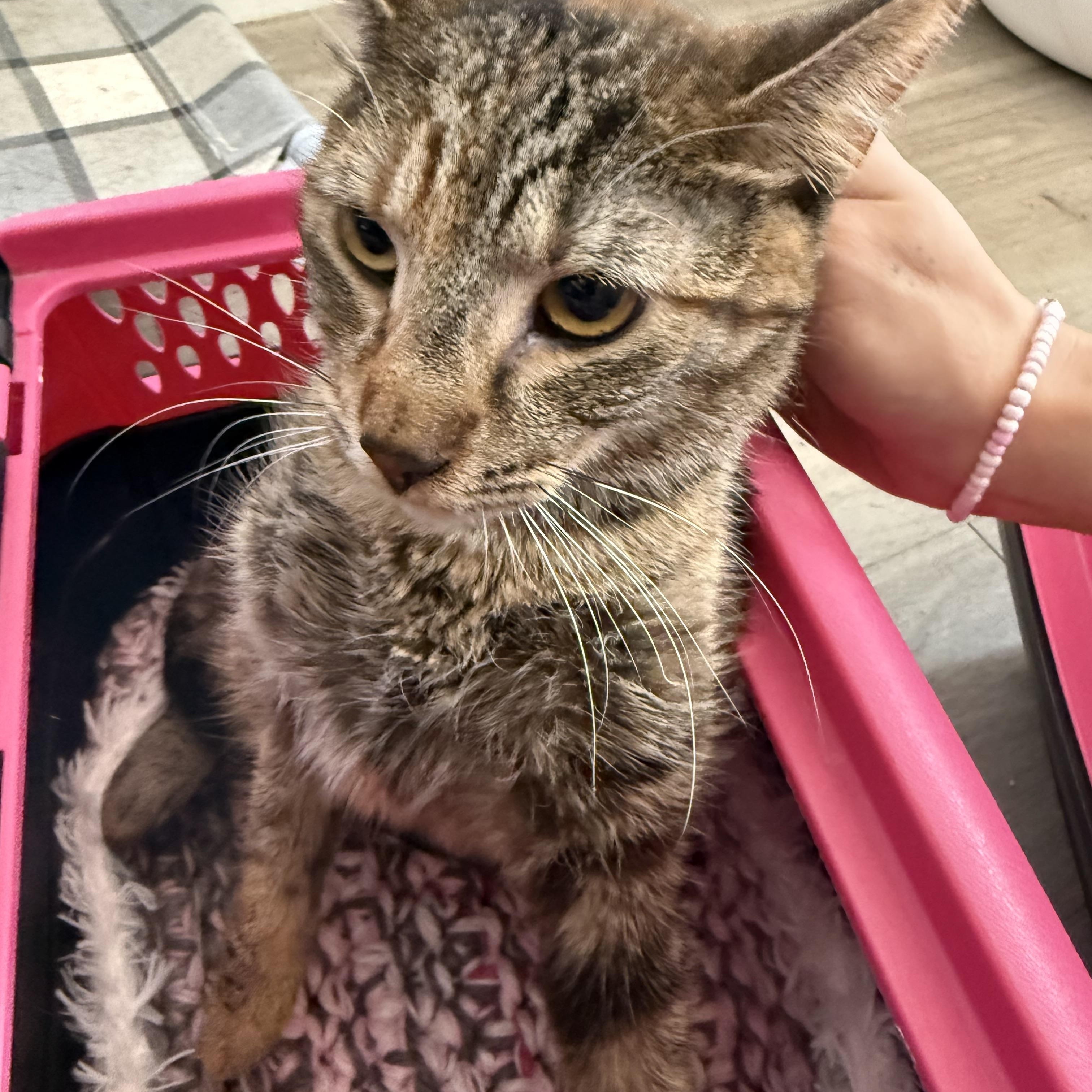 Kiwi Princess, ADOPTABLE, Young Female Tabby & Calico.