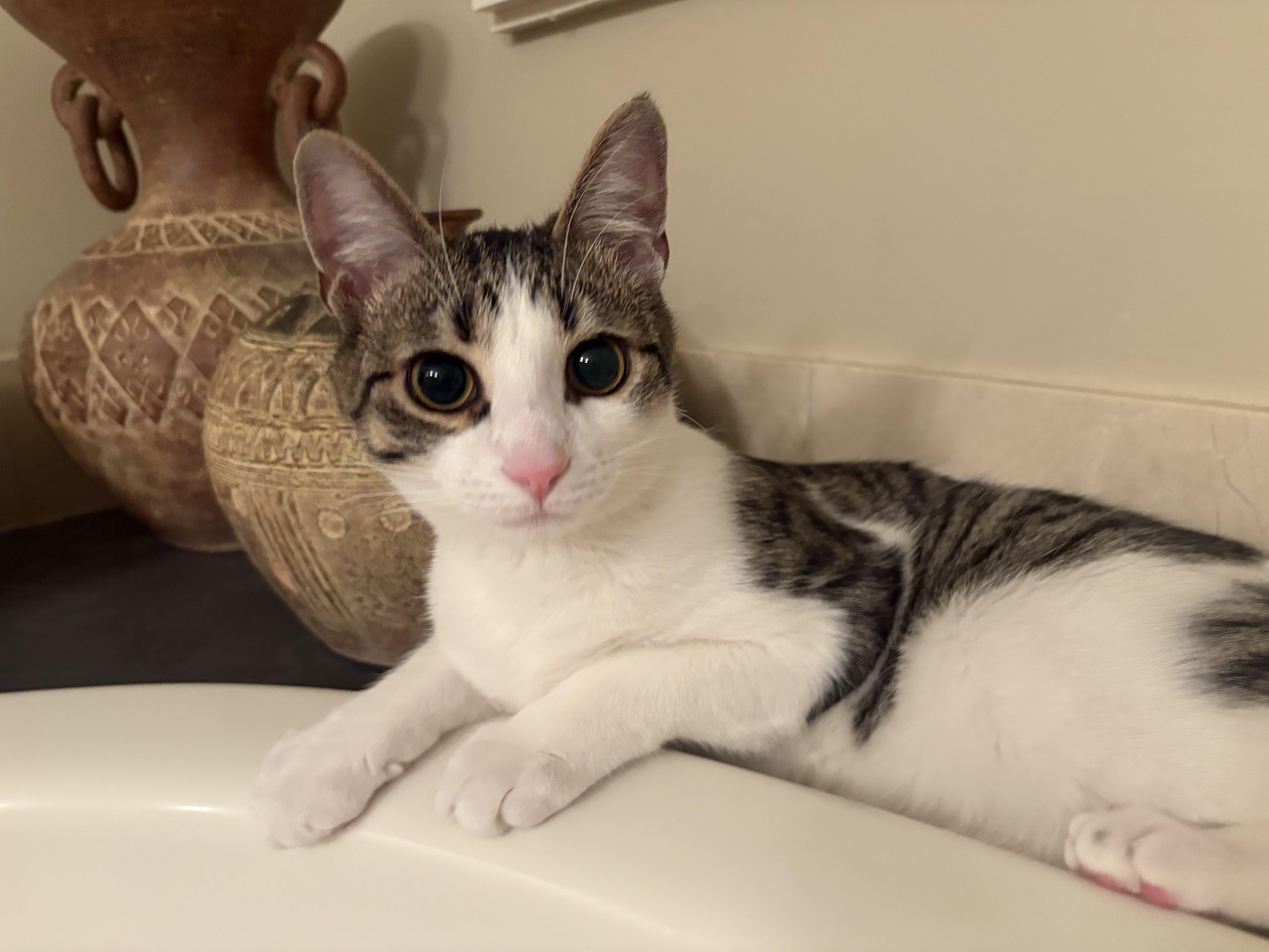 Emmett, a Adoptable Domestic Short Hair in Wayne, NJ image 1/2