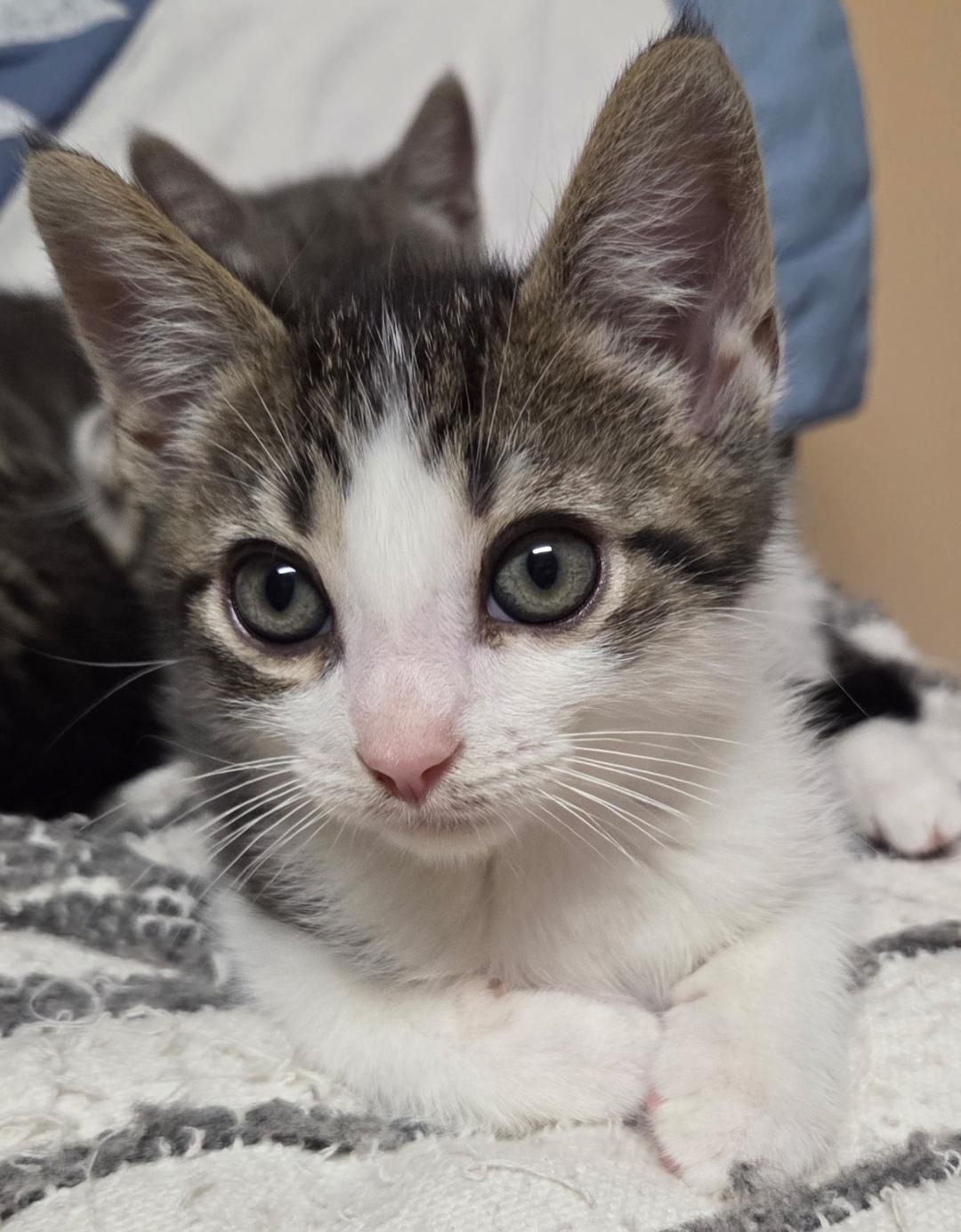 Emmett, an adoptable Domestic Short Hair in Wayne, NJ_image-1