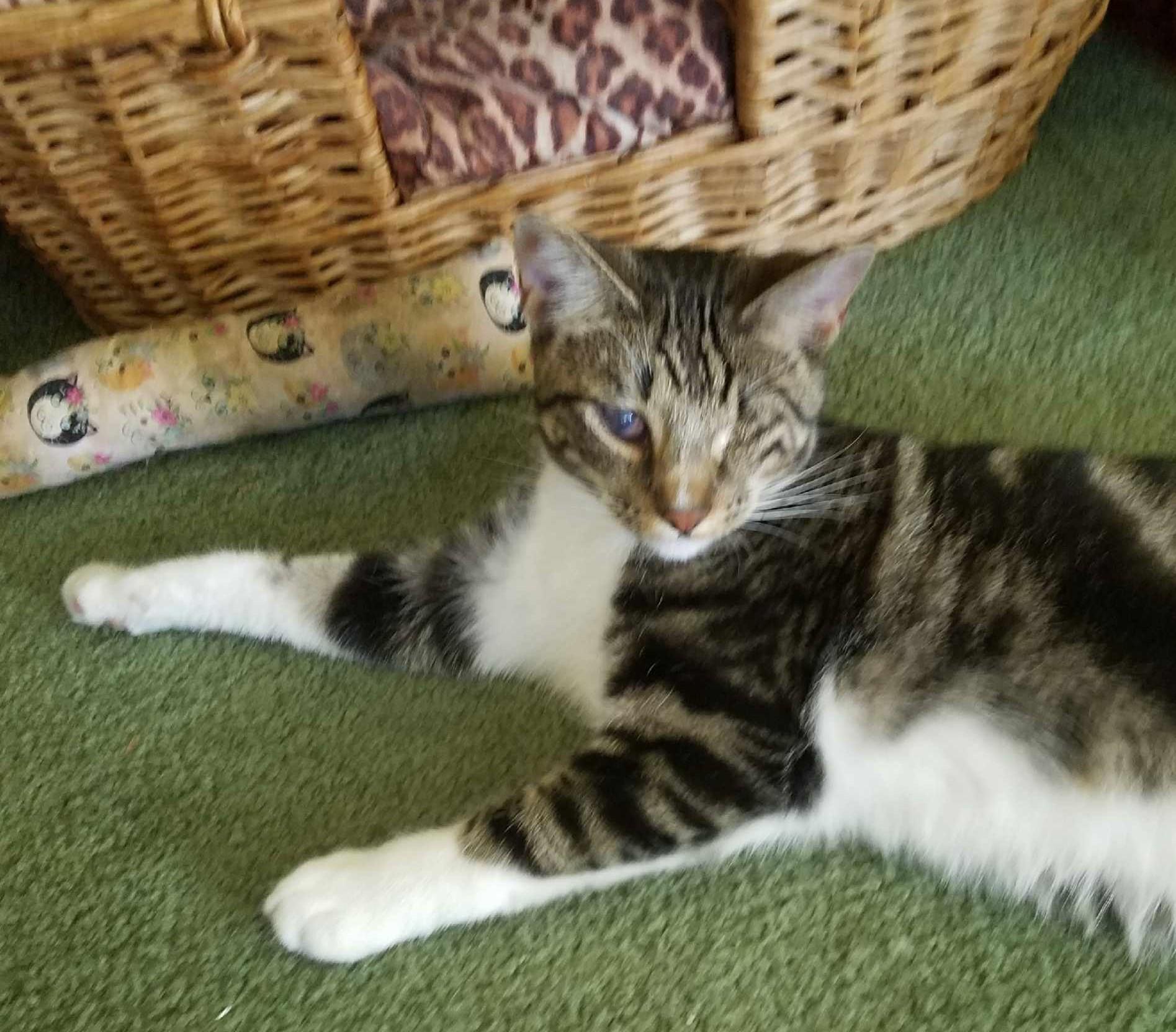 Phinn, an adoptable Domestic Short Hair in Lewiston, ID, 83501 | Photo Image 3
