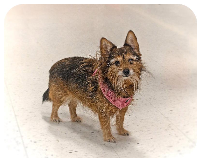 Marley, Adoptable, Adult Female Pomeranian & Yorkshire Terrier.