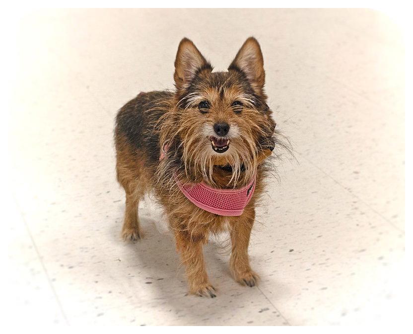 Enlarge Marley, a Adoptable mixed breed in Utica, MI image 2/2