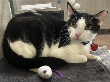 Oreo, Adopted, Adult Male Domestic Short Hair.