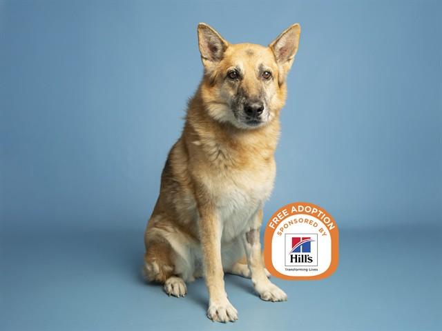SHELLY, Adoptable, Adult Female German Shepherd Dog.
