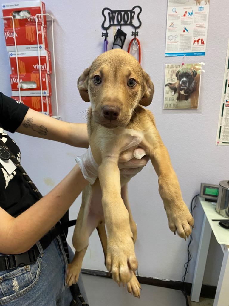 Fenrir (Hiccup), Adoptable, Young Male Terrier.