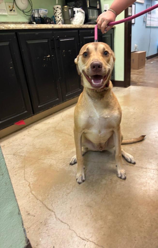 Enlarge Fenrir (Hiccup), a Adoptable Terrier in New Braunfels, TX image 2/6