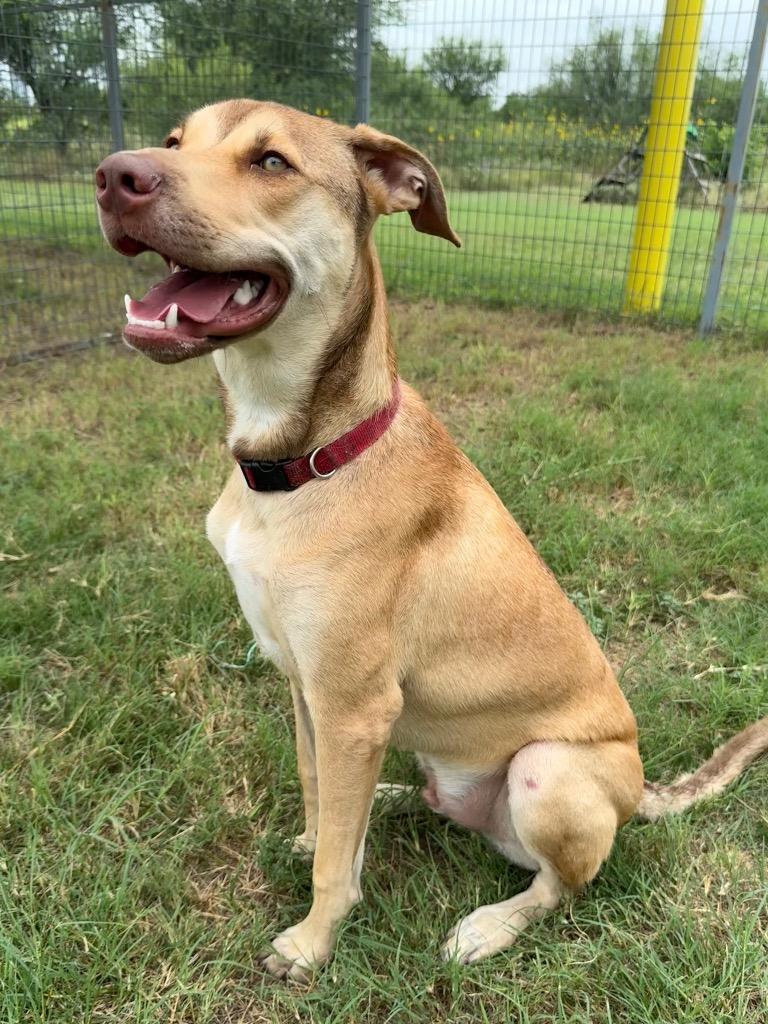 Enlarge Fenrir (Hiccup), a Adoptable Terrier in New Braunfels, TX image 3/6