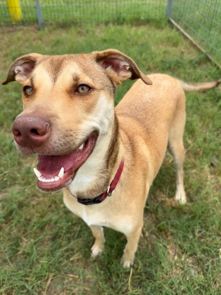 Fenrir (Hiccup), a Adoptable Terrier in New Braunfels, TX image 3/6