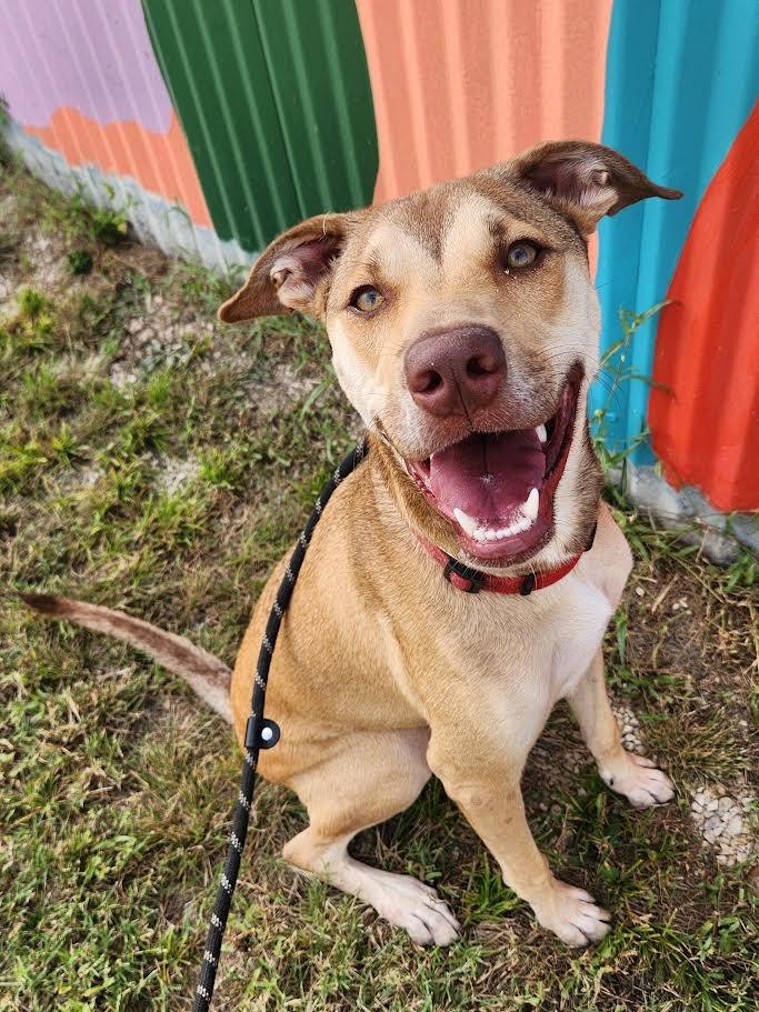 Enlarge Fenrir (Hiccup), a Adoptable Terrier in New Braunfels, TX image 4/6