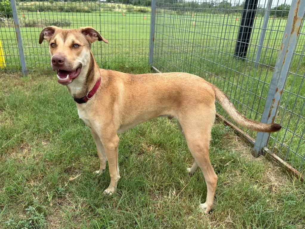 Fenrir (Hiccup), a Adoptable Terrier in New Braunfels, TX image 5/6