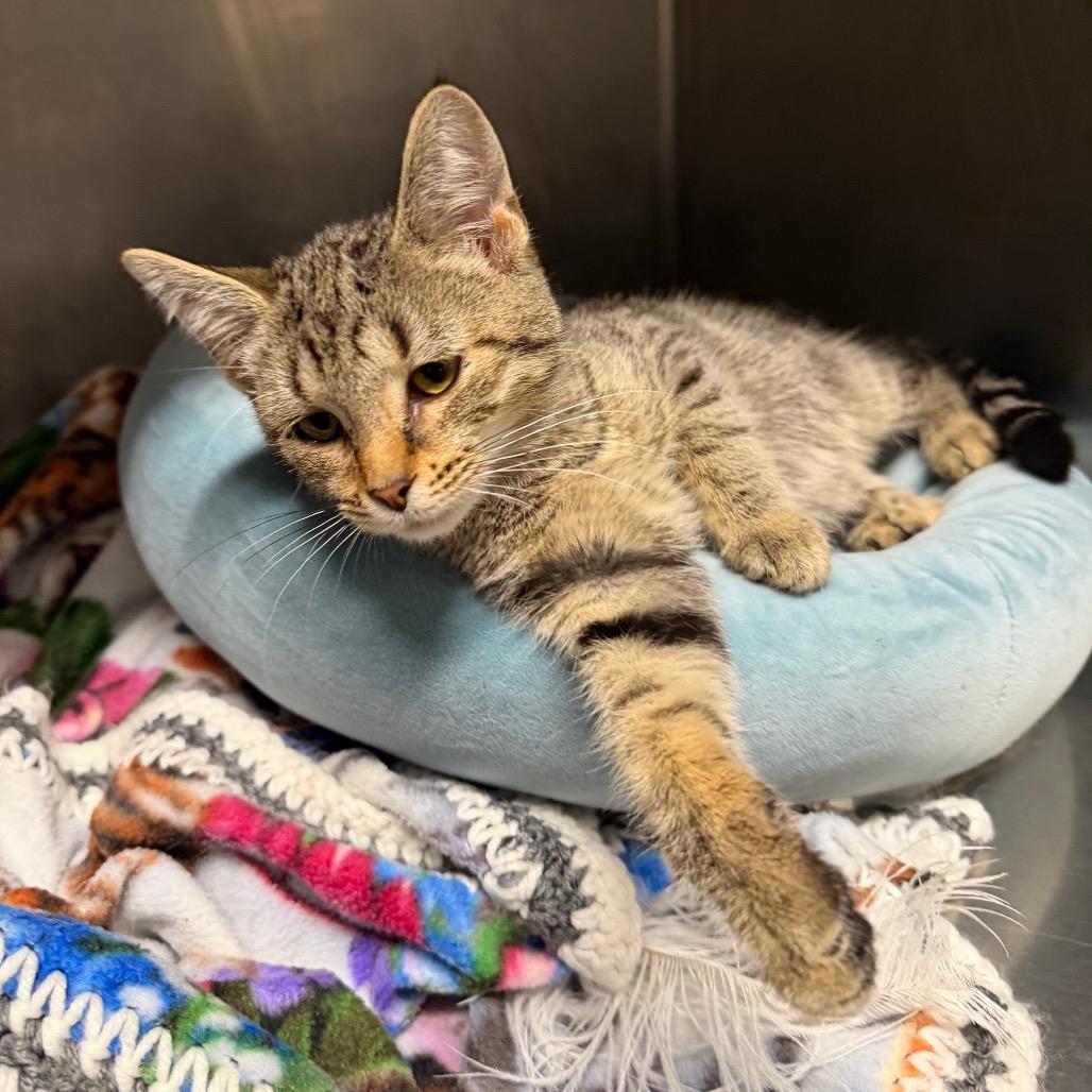 Enlarge Parcel, a Adoptable Domestic Short Hair in Owosso, MI image 1/2