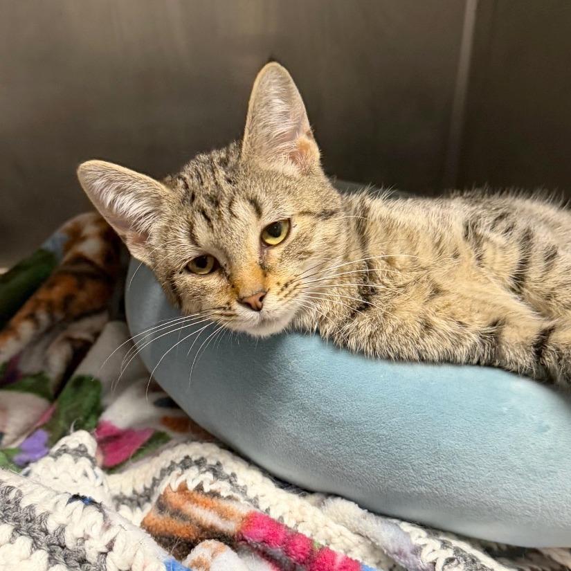 Enlarge Parcel, a Adoptable Domestic Short Hair in Owosso, MI image 2/2